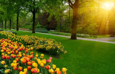 Yeşil çimenler, ağaçlar ve güneş ışığında açan çiçeklerle dolu bahar çiçeği parkı.