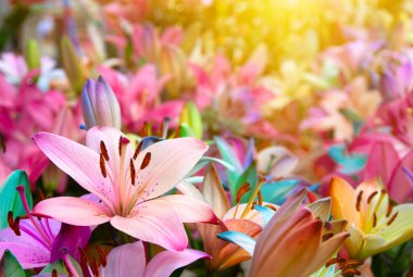 Bulanık çiçek arkaplanda renkli zambaklar