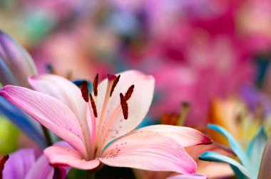 Bulanık çiçek arkaplanda renkli zambaklar