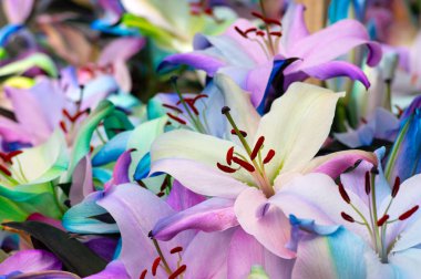 Bulanık çiçek arkaplanda renkli zambaklar