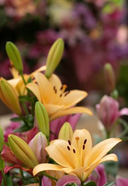 Bulanık çiçek arkaplanda renkli zambaklar