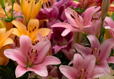 Bulanık çiçek arkaplanda renkli zambaklar