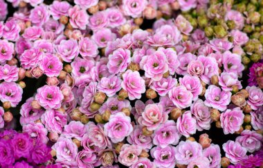 Farklı renkli çiçeklerin çiçek arkaplanı