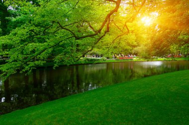 Hollanda 'da çiçek açan bir park