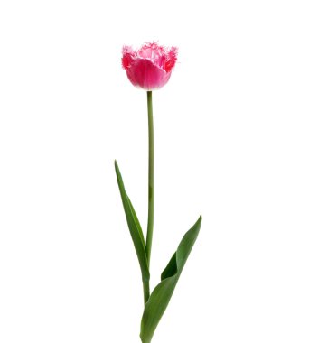 Lale çiçeği beyaz arkaplanda izole edilmiş