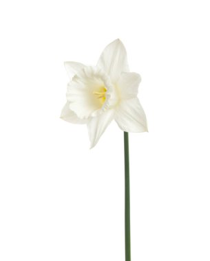 Beyaz arkaplanda yalıtılmış narsist çiçek