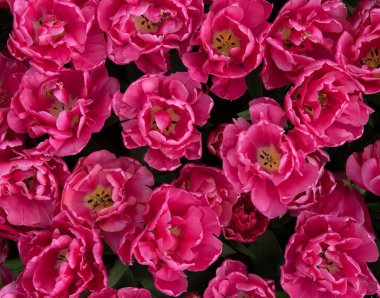 İlkbaharda açan laleler Renkli arka planda