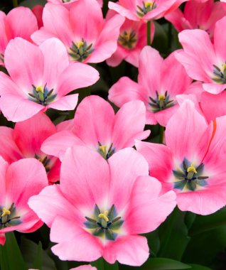 İlkbaharda açan laleler Renkli arka planda