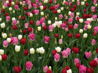 İlkbaharda açan laleler Renkli arka planda