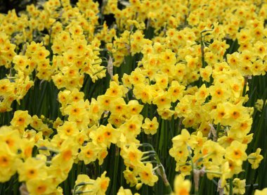 Parktaki sarı narsisli. Bahar doğası arka planı.