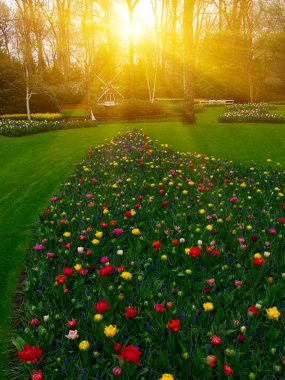 Parkta laleler gün ışığında