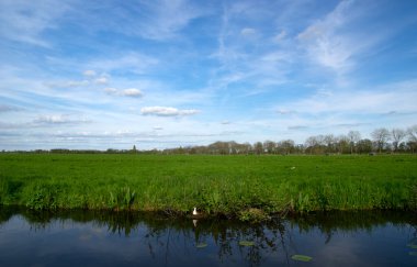 Yeşil çayır ve kanal manzarası Hollanda 'da berrak su ile