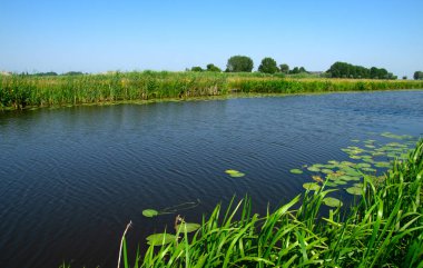 Göl manzarası ve mavi gökyüzü yansıyor. Nehirdeki su tesisleri ve Hollanda 'daki sulak alanlar