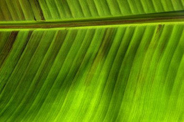 Yeşil yaprak dokusunu kapat, doğal bitki arkaplanı