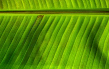 Yeşil yaprak dokusunu kapat, doğal bitki arkaplanı