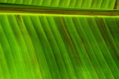 Yeşil yaprak dokusunu kapat, doğal bitki arkaplanı