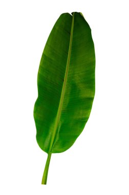 Beyaz arkaplanda yalıtılmış tropikal yaprak.