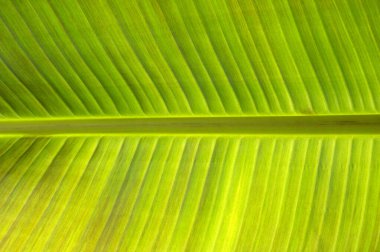 Yeşil yaprak dokusunu kapat, doğal bitki arkaplanı