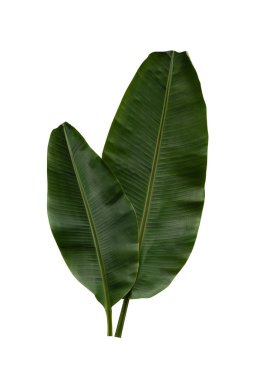 Beyaz arkaplanda yalıtılmış tropikal yaprak.