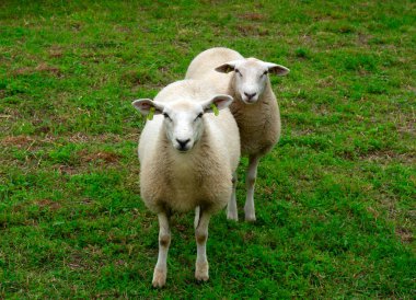 Güneşli bir günde yeşil çimenlikteki bir çayırda koyun