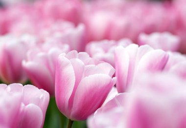 İlkbaharda açan laleler Renkli arka planda