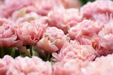 İlkbaharda açan laleler Renkli arka planda