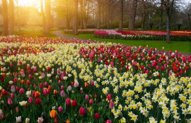 Yeşil çimenler, ağaçlar ve güneş ışığında açan çiçeklerle dolu bahar çiçeği parkı.