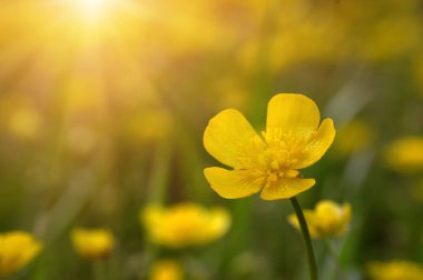 Baharda sarı çiçekler doğada ve güneş ışığı altında