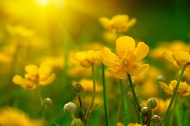 Baharda sarı çiçekler doğada ve güneş ışığı altında