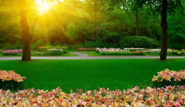 Yeşil çimenler, ağaçlar ve güneş ışığında açan çiçeklerle dolu bahar çiçeği parkı.