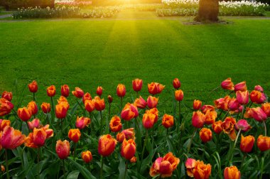 Hollanda 'da çiçek açan bir park