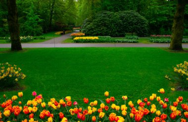 Hollanda 'da çiçek açan bir park