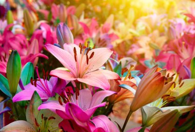 Bulanık çiçek arkaplanda renkli zambaklar