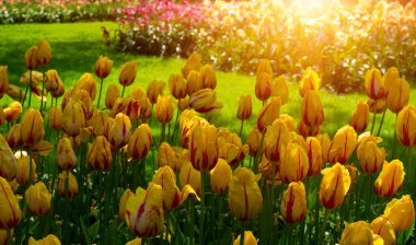 Bahar bahçesinde açan laleler güneşli arka planda.