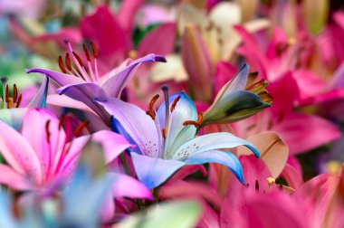 Bulanık çiçek arkaplanda renkli zambaklar