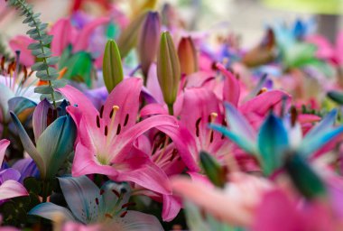 Bulanık çiçek arkaplanda renkli zambaklar