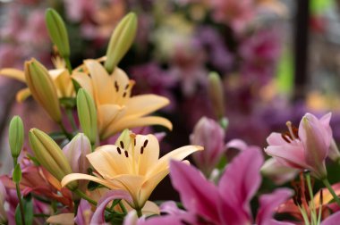 Bulanık çiçek arkaplanda renkli zambaklar