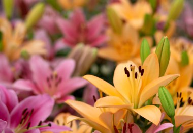 Bulanık çiçek arkaplanda renkli zambaklar