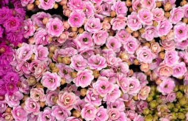 Farklı renkli çiçeklerin çiçek arkaplanı