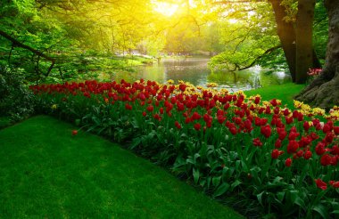 Yeşil çimenler, ağaçlar ve güneş ışığında açan çiçeklerle dolu bahar çiçeği parkı.