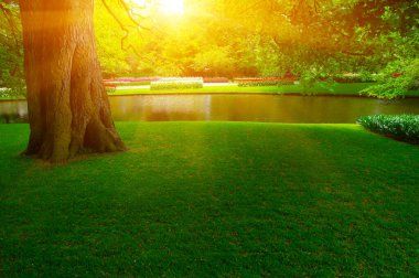 Yeşil çimenler, ağaçlar ve güneş ışığında açan çiçeklerle dolu bahar çiçeği parkı.