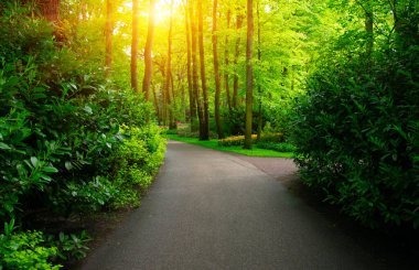 Botanik bahçesinde yeşil çimenler, bahar çiçekleri ve güneş ışığı olan bir bahçe taşı patikası.