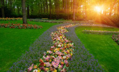 Yeşil çimenler, ağaçlar ve güneş ışığında açan çiçeklerle dolu bahar çiçeği parkı.