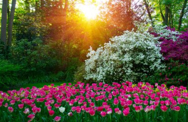 Yeşil çimenler, ağaçlar ve güneş ışığında açan çiçeklerle dolu bahar çiçeği parkı.