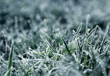 Bitkilerde buz var. Buzlu ot. Güneşli kış ayazıyla güzel bir arka plan. 