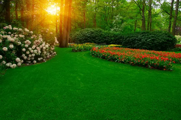 Yeşil çimenler, ağaçlar ve güneş ışığında açan çiçeklerle dolu bahar çiçeği parkı.