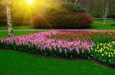 Parkta laleler gün ışığında