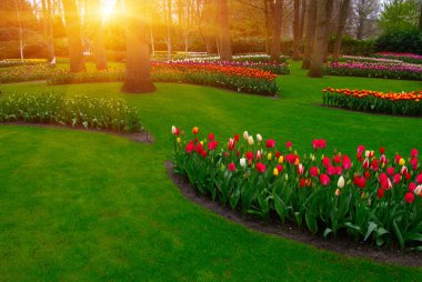 İlkbaharda parkta çiçekler