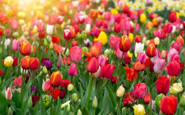 Parkta laleler gün ışığında