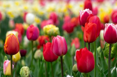 İlkbaharda açan laleler Renkli arka planda